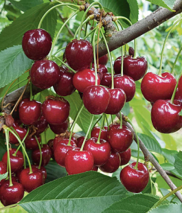 Вишня привитая - лпх-первомайское.рф