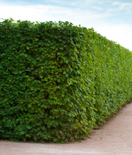 Для  изгороди - лпх-первомайское.рф