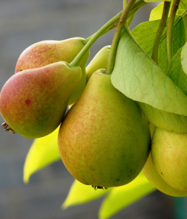 Летний сорт - лпх-первомайское.рф