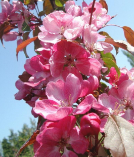 Яблоня декоративная - лпх-первомайское.рф