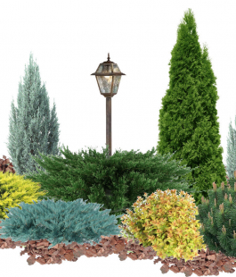 Хвойные деревья - лпх-первомайское.рф