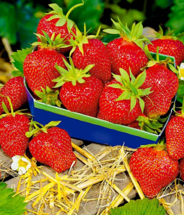 Ремонтантный сорт - лпх-первомайское.рф