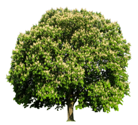 ДЕРЕВЬЯ ЛИСТВЕННЫЕ - лпх-первомайское.рф