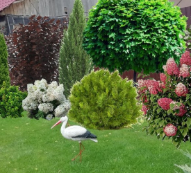 Декоративные - лпх-первомайское.рф