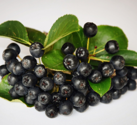 Черноплодная рябина - лпх-первомайское.рф