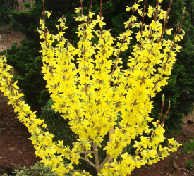 Форзиция - лпх-первомайское.рф