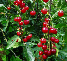 Вишня собственнокорневая - лпх-первомайское.рф