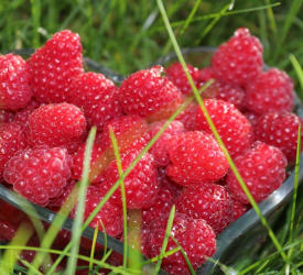 Летняя - лпх-первомайское.рф