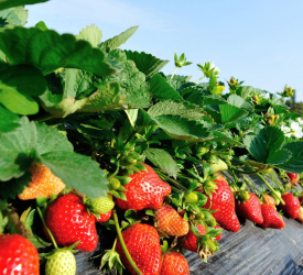 Сезонный сорт - лпх-первомайское.рф