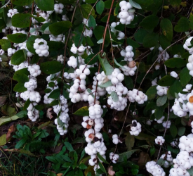 Снежноягодник - лпх-первомайское.рф