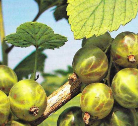 Зелёная - лпх-первомайское.рф