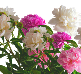 ПИОНЫ - лпх-первомайское.рф