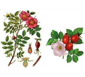 Шиповник - лпх-первомайское.рф