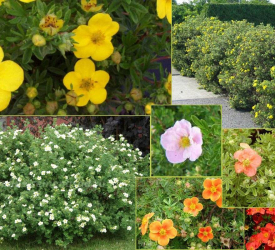 Курильский чай - лпх-первомайское.рф