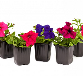 ЦВЕТЫ - лпх-первомайское.рф