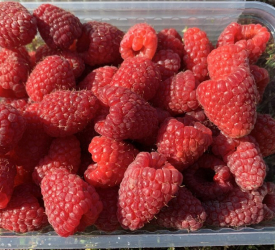 Ремонтантная - лпх-первомайское.рф