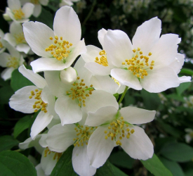 Жасмин (чубушник) - лпх-первомайское.рф