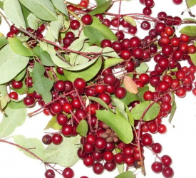 Черёмуха - лпх-первомайское.рф