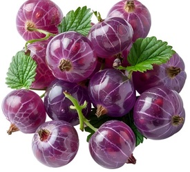 Йошта (гибрид смородины и крыжовника) - лпх-первомайское.рф