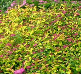 Спирея  - лпх-первомайское.рф