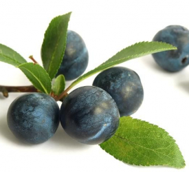 Тёрн - лпх-первомайское.рф