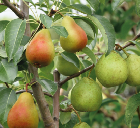 Осенний сорт - лпх-первомайское.рф