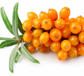 Облепиха - лпх-первомайское.рф