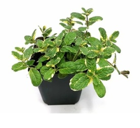 Мята в ассортименте - лпх-первомайское.рф