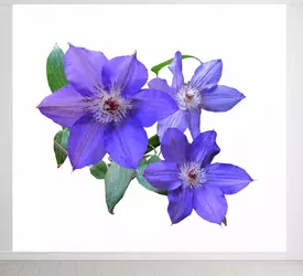 Клематис - лпх-первомайское.рф