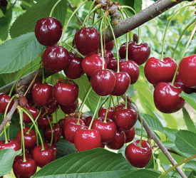 Вишня привитая - лпх-первомайское.рф