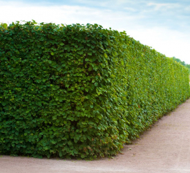 Для  изгороди - лпх-первомайское.рф