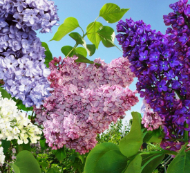 Сирень - лпх-первомайское.рф