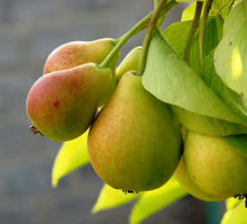 Летний сорт - лпх-первомайское.рф