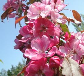 Яблоня декоративная - лпх-первомайское.рф