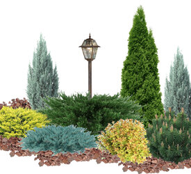 Хвойные деревья - лпх-первомайское.рф