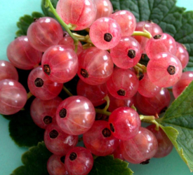 Розовая - лпх-первомайское.рф