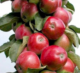 Колоновидные яблони - лпх-первомайское.рф