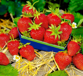 Ремонтантный сорт - лпх-первомайское.рф