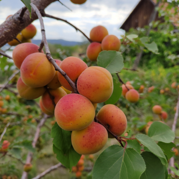 Абрикос Сибиряк Байкалова - лпх-первомайское.рф