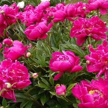 Банкер хилл - лпх-первомайское.рф