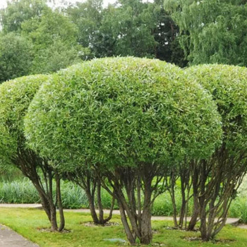 Ива шаровидная козья - лпх-первомайское.рф