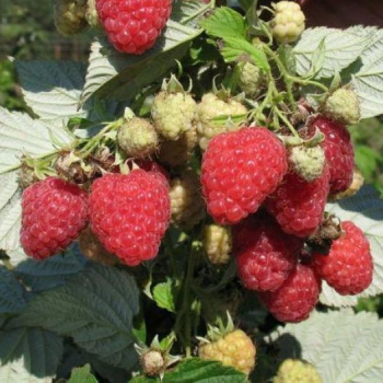 Малина Таганка ( нет в наличии) - лпх-первомайское.рф