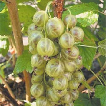 Смородина Изумрудное ожерелье - лпх-первомайское.рф