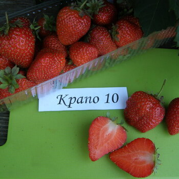 Клубника КРАПО 10 - лпх-первомайское.рф