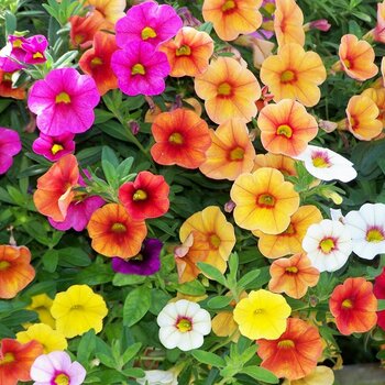 Калибрахоа (нет в наличии) - лпх-первомайское.рф