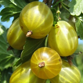  Белые ночи (нет в наличии) - лпх-первомайское.рф