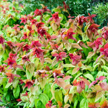 Спирея японская (Макрофилла )( нет в наличии) - лпх-первомайское.рф