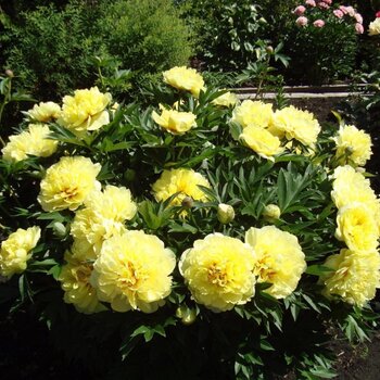  Бартзелла (нет в наличии) - лпх-первомайское.рф