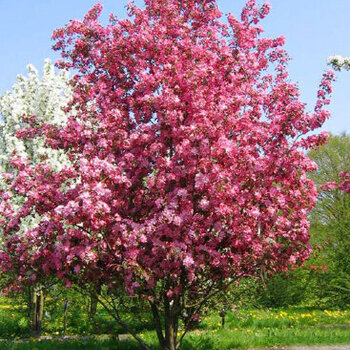 Рудольф - лпх-первомайское.рф