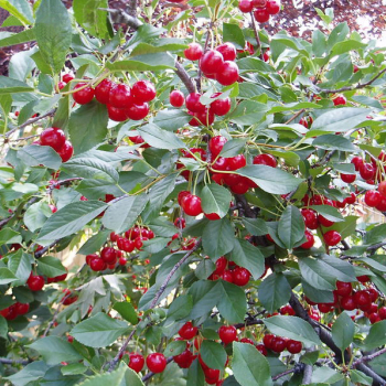 Севастьяновская ( нет в наличии) - лпх-первомайское.рф